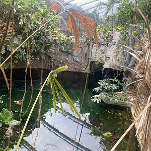 Islands - Monsoon Forest - False gharial exhibit 221022