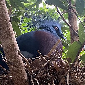 Islands - Monsoon Forest - Victoria crowned pigeon 221022