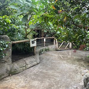 Islands - Monsoon Forest - Southern brown tortoise exhibit 221022