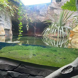 Islands - Monsoon Forest - False gharial exhibit 221022