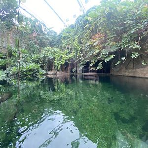 Islands - Monsoon Forest - False gharial exhibit 221022