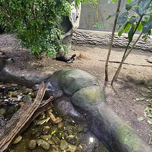 Islands - Monsoon Forest - Southern brown tortoise exhibit 221022