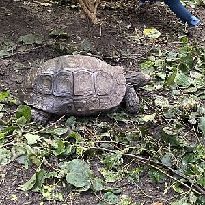 Islands - Monsoon Forest - Southern brown tortoise 221022