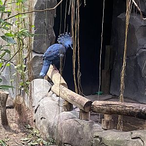 Islands - Monsoon Forest - Victoria crowned pigeon 221022