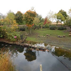 Islands - Lowland anoa enclosure 221022