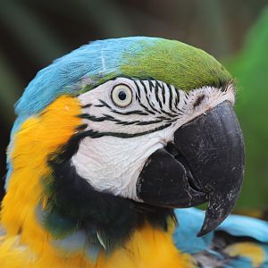 blue-throated macaw