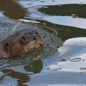 Giant otter