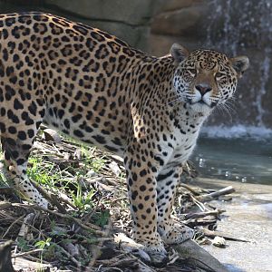 Jaguar