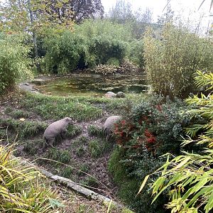 Islands - Sulawesi babirusa enclosure 221022