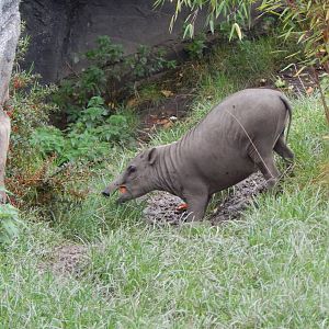Islands - Sulawesi babirusa 221022
