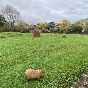 Capybara and Giant anteater enclosure 221022