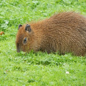 Juvenile Capybara 221022