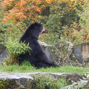 Spectacled bear 221022
