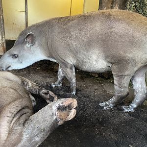 South American tapir 221022