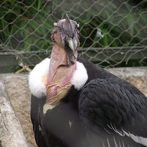 Andean Condor - Zooparc de Beauval - 07/2020
