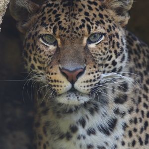 Javan leopard