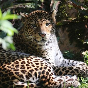 Javan leopard