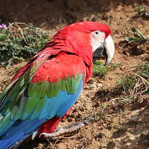 Green-winged macaw