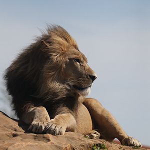 African Lion