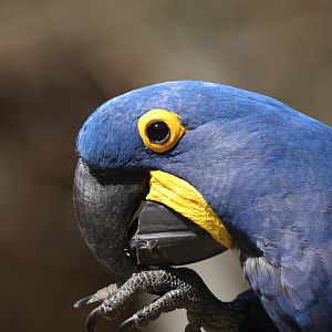 Hyacinth macaw