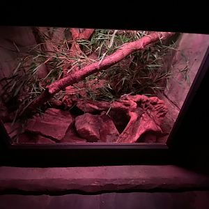 Fruit Bat Forest - Turkish spiny mouse exhibit 221022