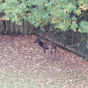 Visayan spotted deer 221022