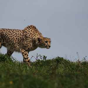 Cheetah