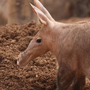 Aardvark
