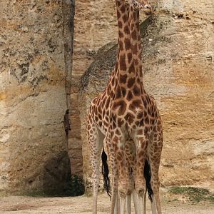 Kordofan giraffe