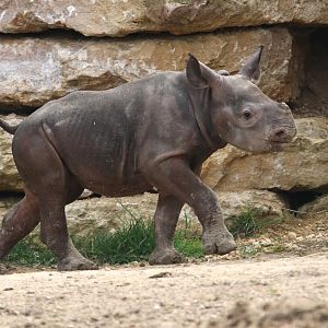 Young black Rhino (april 2022)