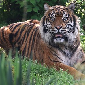 Sumatran tiger