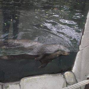Giant Otter - Zooparc de Beauval - 11/2021