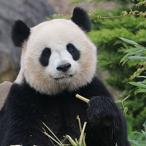 Giant panda