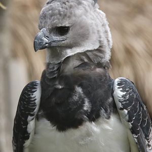Harpy eagle