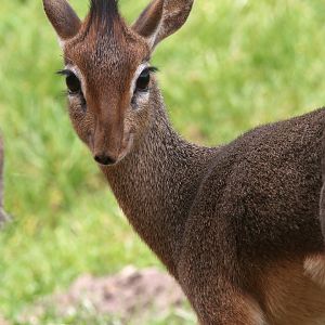 Kirk's dik-dik