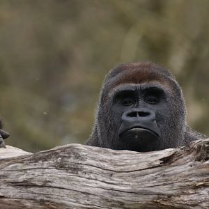 Western lowland gorilla from the male group