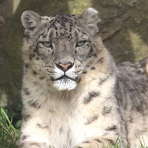 Snow leopard