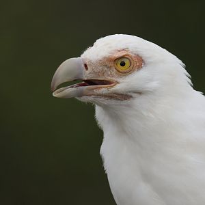 Palm-nut vulture