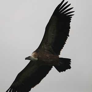 Vulture in freeflight show