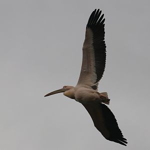 Pelican in freeflight show