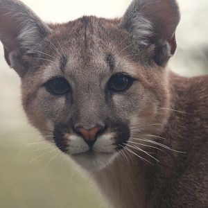 Young cougar