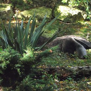 Giant Anteater - Zooparc de Beauval - 10/2021
