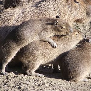 Young Capybaras - Zooparc de Beauval - 03/2022