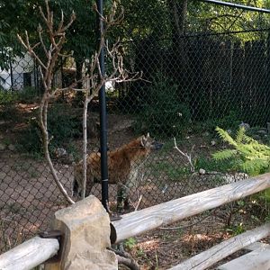 Spotted Hyena (July 2021)