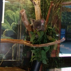 Koala (Temporary, August 2021)