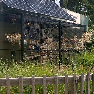 Golden Lion Tamarin Outdoor Exhibit (June 2021)