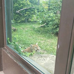 Mountain Lion (July 2021)