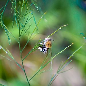 Blue-banded Bee, Amegilla cingulata