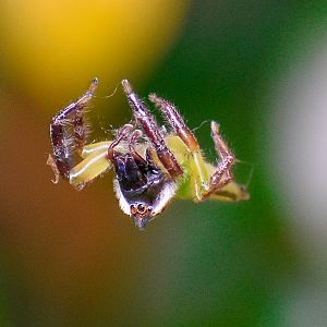 Green Jumping Spider, Mopsus mormon