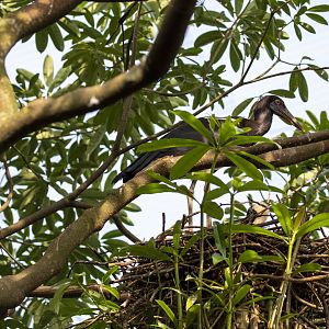 Abdim's Stork (Ciconia abdimii)